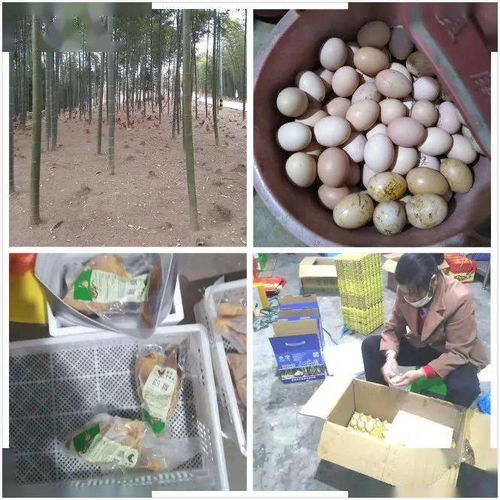 善心接力，助貧困村農戶的谷物副產品“飛”出山溝